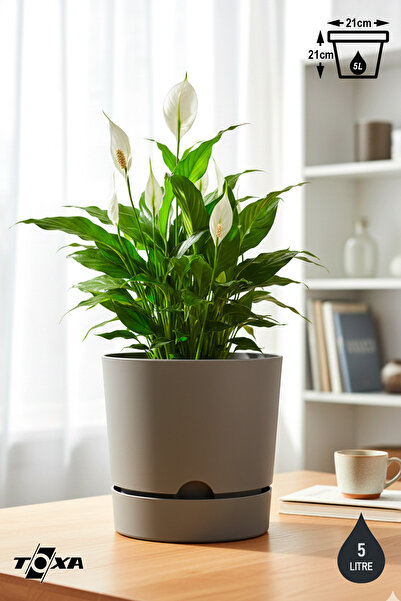 ToXA 5 Litre Bej Begonya Saksı Tabaklı Dekoratif Mat Plastik Saksı