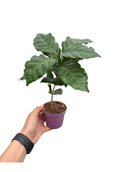 retro çiçekçilik Kahve Bitkisi Coffea Arabica