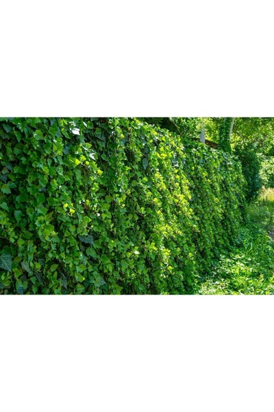 Zambak Duvar Sarmaşığı (HEDERA HELİX) 80-100 CM