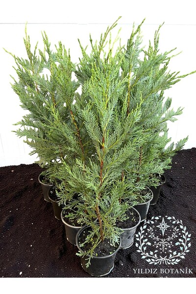 YILDIZ BOTANİK 10 Adet Leylandi Çam Ağacı Fidanı Çit Bitkisi 50-60 Cm