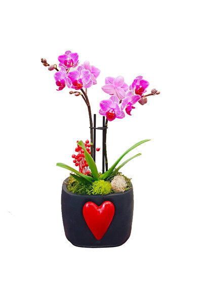 çiçekseli Big Heart 2 Dal Phalaenopsis Orkide & Beton Saksı Mini Orkide Canlı...