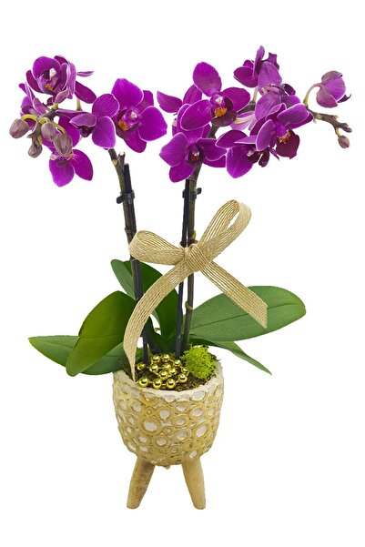 çiçekseli Mini Mor Orkide Ayaklı Yüzük Desenli Beton Saksıda & Iç Mekan Bitki...