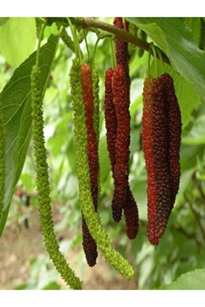 ASES SAKSIDA 5 YAŞ MEYVE VEREN KIRMIZI ŞAH DUT FİDANI BOY 200CM+