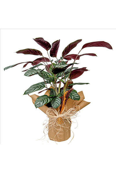 Fidanburada Kalatya (Calathea Ctenanthe Setosa) Hediye Paketli