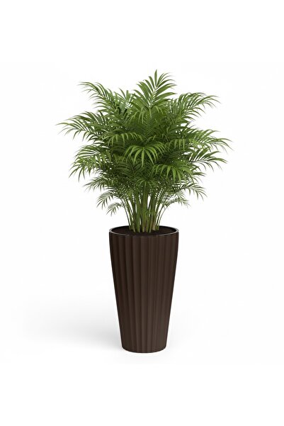 SERİNOVA Lilyum Saksı