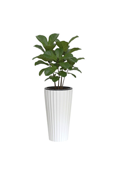 SERİNOVA Lilyum Saksı