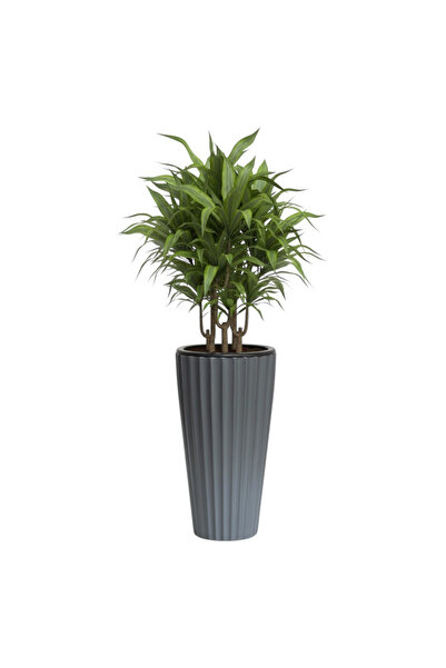 SERİNOVA Lilyum Saksı