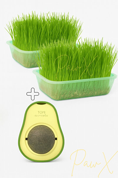 PAPYONPETSHOP Kedi Çim Seti 2 Adet Doğal Kedi Çimi 1 Adet Avokado Catnip Kedi Nanesi Oyuncağı Sindirim Rahatlatıcı