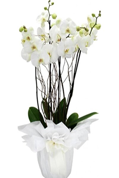 Genel Markalar Look Beyaz Orkide Tohumları +10 Tohum TH-TMCKYDC2533S