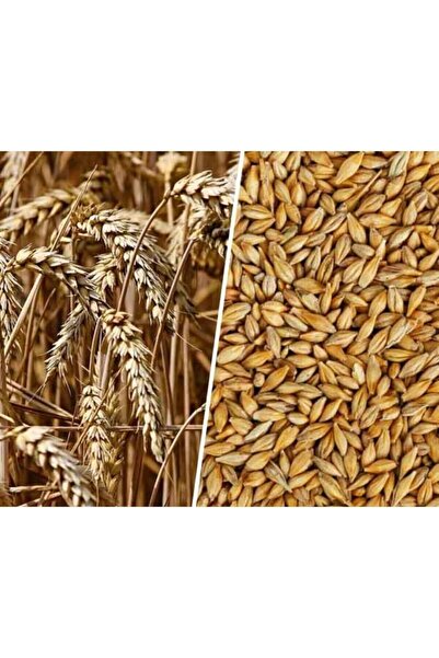 Genel Markalar Arpa Tohumu 1 Kg Doğal Arpa Tane Arpa Dane Arpa Kuş Yemi Arpa ...