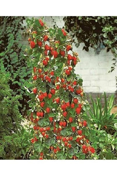 Genel Markalar Dünyam 100 Adet Yerli Sarmaşık Çilek Tohumu