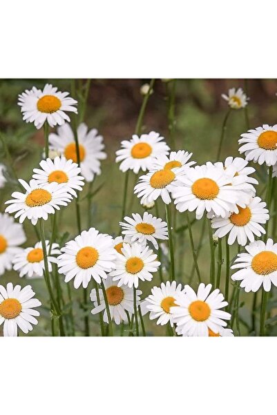 Genel Markalar megcito Papatya Tohumu (Kalıcı Yüksek boylu) - Beyaz Renkli - ...