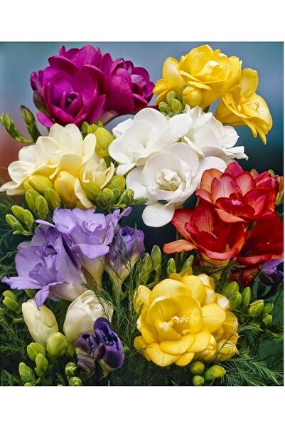 Genel Markalar Karışık Renk Katmerli Frezya Çiçeği Soğanı 5 Adet