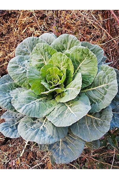 Genel Markalar Garden Yöresel Meşhur Karadeniz Lahanası 100 Ad. Tohum