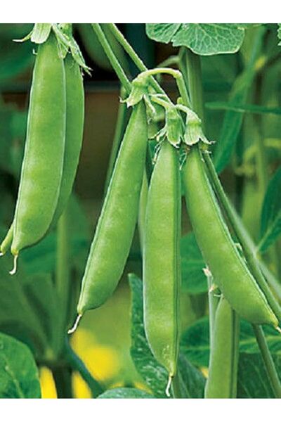 Genel Markalar Garden Doğal Bezelye Tohumu 50 Ad. Tohum