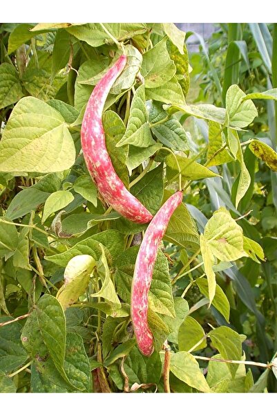 Genel Markalar Garden Doğal Sırık Barbunya Tohumu 20 Ad. Tohum