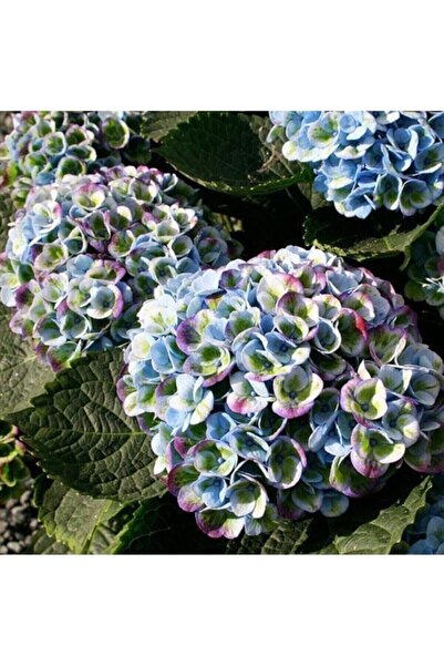 Genel Markalar Dünyam Gökkuşağı Rneklerinde Ortanca Çiçeği Tohumu-10 15 Adet