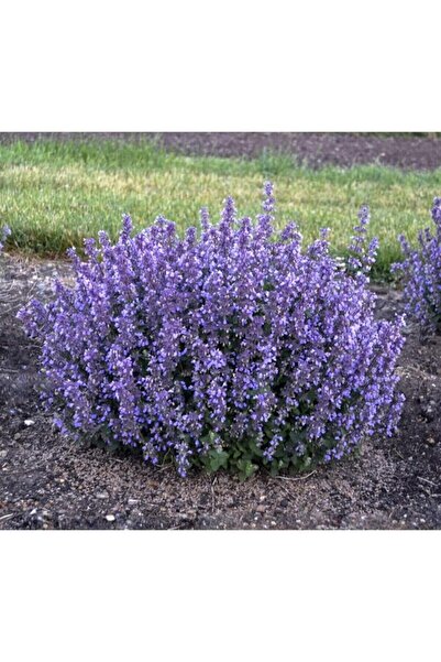 Genel Markalar Dünyam 10 Adet Kedi Nanesi Çiçek Tohumu