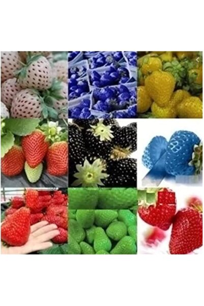 Genel Markalar Farklı Renkte Çilek Tohumu 36 Adet Tohum