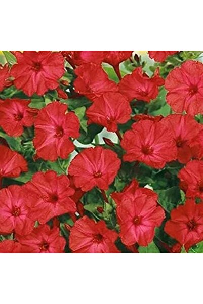 Genel Markalar Paket Bright Red Akşam Sefası Çiçeği Tohumu(20 tohum)