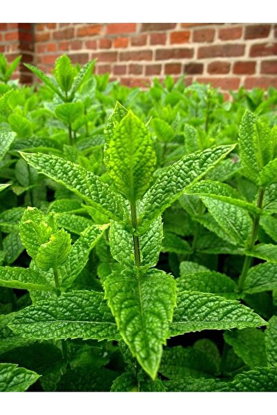 Genel Markalar Garden Doğal Anadolu Nanesi Tohumu 100 Ad. Tohum