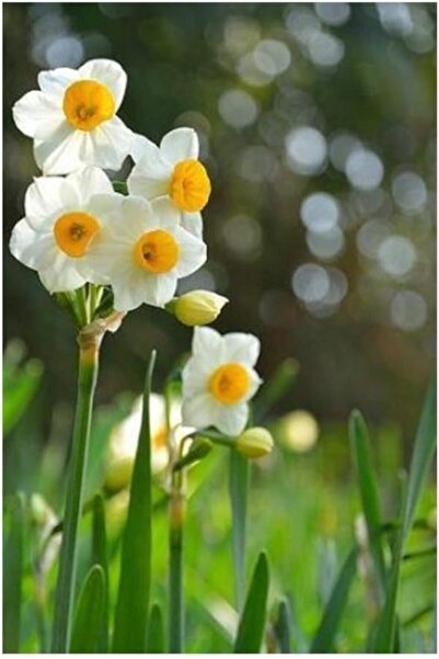 Genel Markalar Dünyam Nergiz Tohumu 5 Adet Tohum Nergis Çiçeği Tohumu Çiçek T...