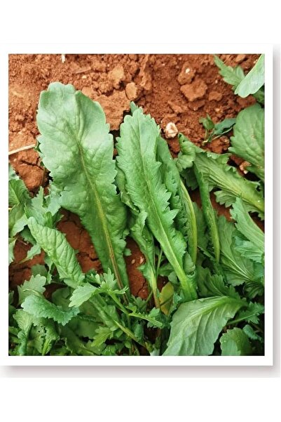 Genel Markalar TARIM Ata Tohumu Yerli Enli Tere 1000 Adet Tohum