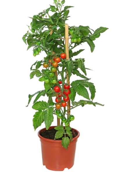 prestijiseed Ekim Seti 10 Adet Saksı Tipi Çeri Domates Tohumu Saksılık Domate...