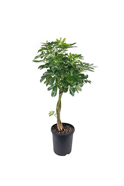 gardenkoala Şeflera Örgülü – Schefflera Braided– 23 cm Saksı