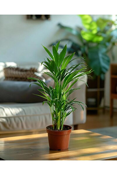 gardenkoala Salon Hurması – Chamaedorea elegans 9 cm Saksı