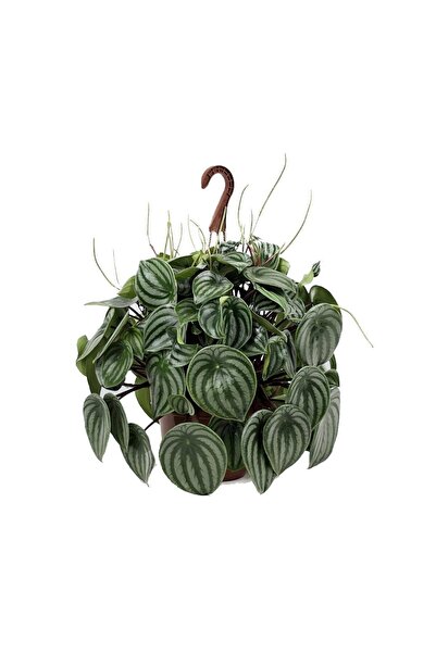 gardenkoala Karpuz Peperomia – Peperomia argyreia (Watermelon) 16 cm Saksı