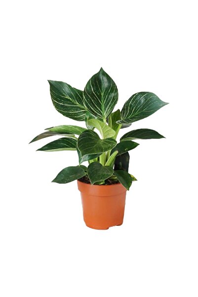 gardenkoala Filodendron Birkin – Philodendron Birkin – 12 cm Saksı