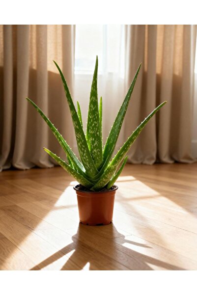 gardenkoala Aloe Vera – 12 cm Saksı