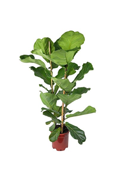gardenkoala Keman Yapraklı Ficus – Ficus lyrata – Çift Gövdeli, 21 cm Saksı