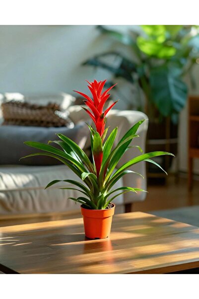 gardenkoala Guzmanya Ostara – Guzmania 12 cm Saksı