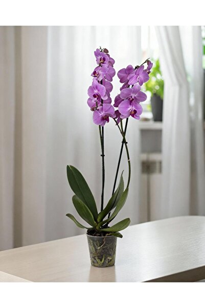 gardenkoala Mor Phalaenopsis Orkide – Çift Dal