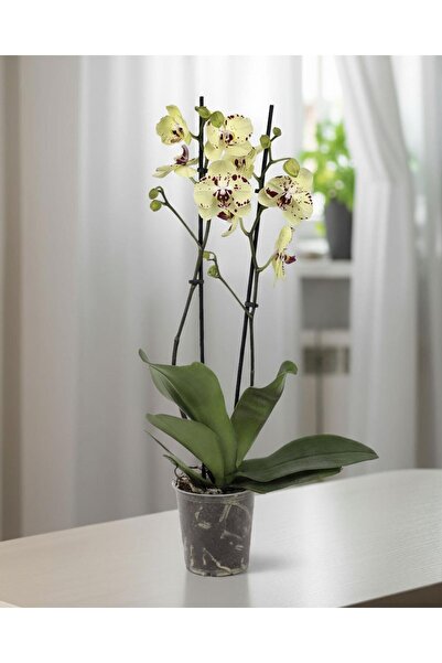 gardenkoala Sarı Phalaenopsis Orkide – Çift Dal