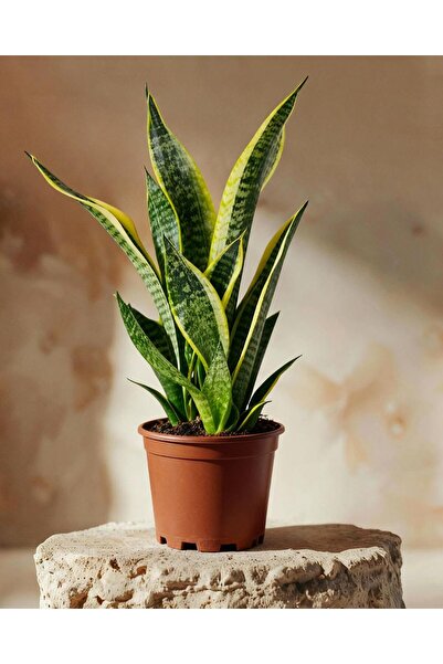 gardenkoala Paşa Kılıcı – Sansevieria trifasciata ‘Superba' – 14 cm Saksı