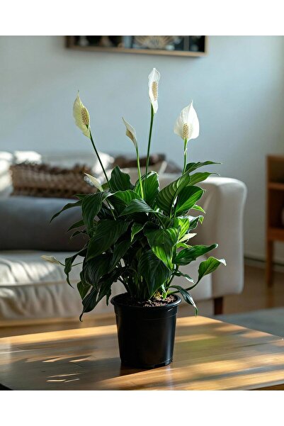 gardenkoala Barış Çiçeği – Spathiphyllum wallisii 17 cm Saksı