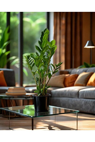gardenkoala Zamia Bitkisi – Zamioculcas zamiifolia 24 cm Saksı