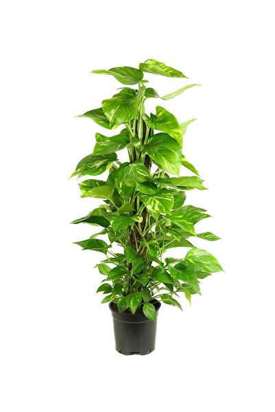 gardenkoala Salon Sarmaşığı Sopalı – Epipremnum aureum – 100 cm
