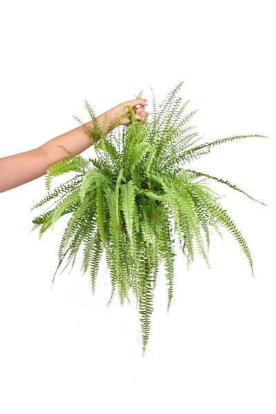 gardenkoala Fujer (Aşk Merdiveni) – Nephrolepis – 15 cm Saksı