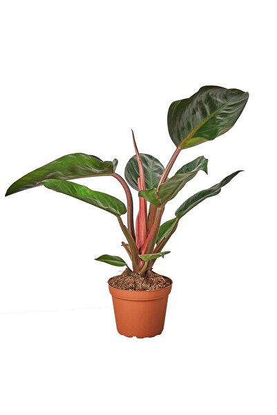 gardenkoala Filodendron Rojo Congo – Philodendron – 12 cm Saksı