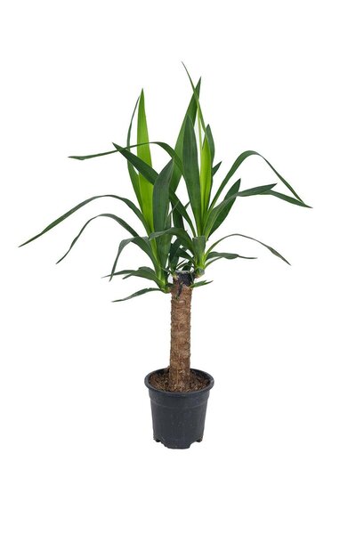 gardenkoala Yuka Bitkisi – Yucca elephantipes – 30 cm