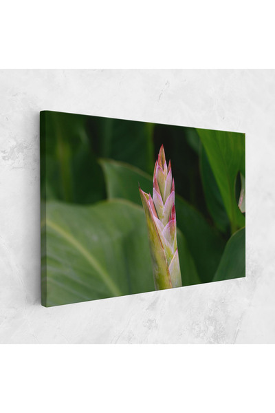 Arthub Tablou Canvas, Dormitor Si Living, Flori, Light Pink Exotic