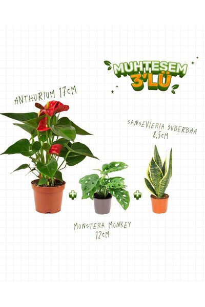 gardenkoala 3'lü Set Anthurium 17 cm - Sansevieria Süperbaa 8,5 cm - Monstera Monkey 12 cm