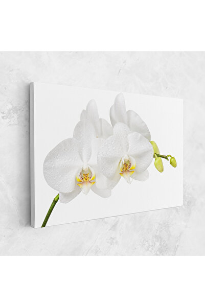 Arthub Canvas Painting, Bedroom And Living Room, Flowers, Orchids On White