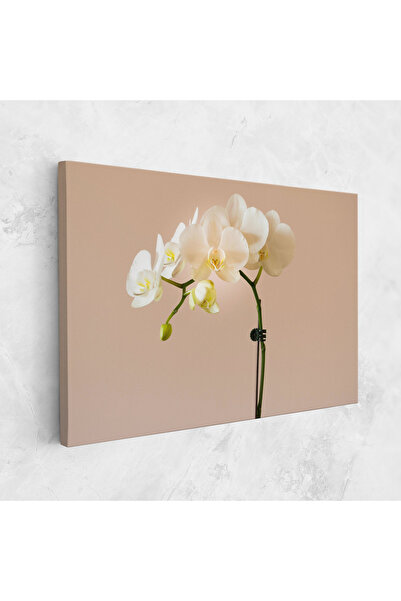Arthub Canvas Painting, Bedroom And Living Room, Flowers, Cream Orchid On Pink