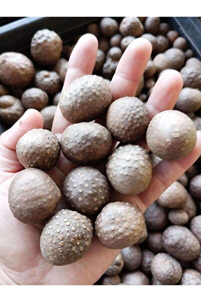 ATLANTE CACTUS Dioscorea Bulbifera / Hazine Patatesi | Tropikal Koleksiyon Bi...