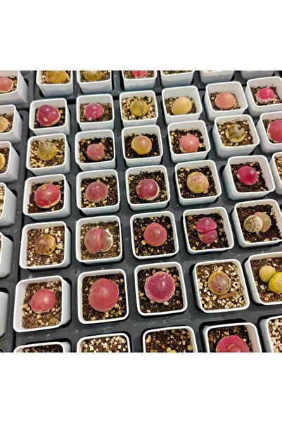 ATLANTE CACTUS Conophytum burgeri – Nadir Lithops Benzeri Sukulent (Canlı Taş Bitkisi)